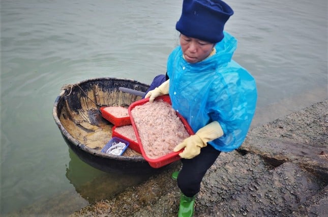 5-7 hours at sea, Ha Tinh fishermen earn tens of millions of dong thanks to a big catch of shrimp photo 7