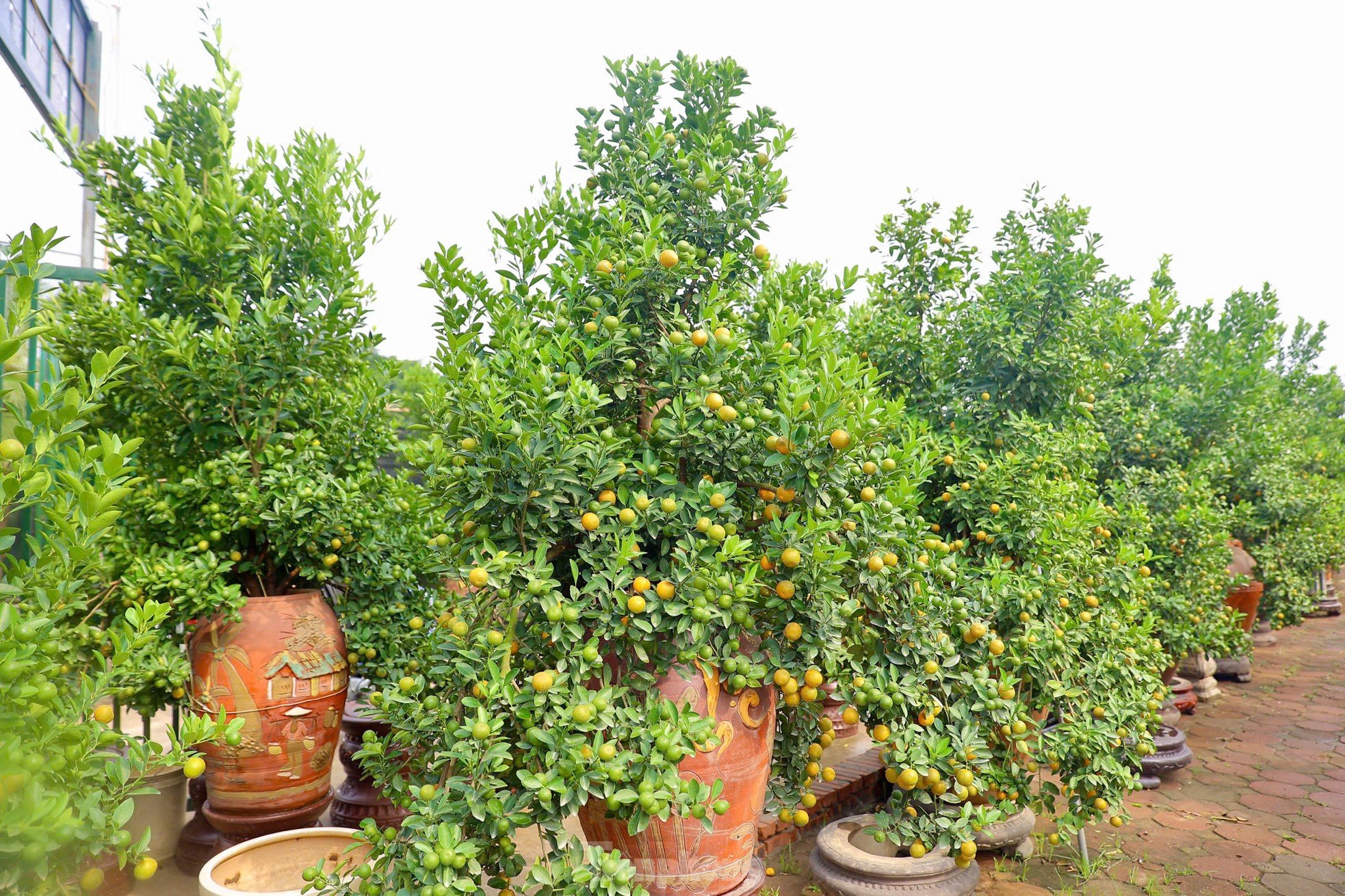 Les kumquats jaunissent, les jardiniers de Tu Lien sont occupés à préparer le Têt, photo 3