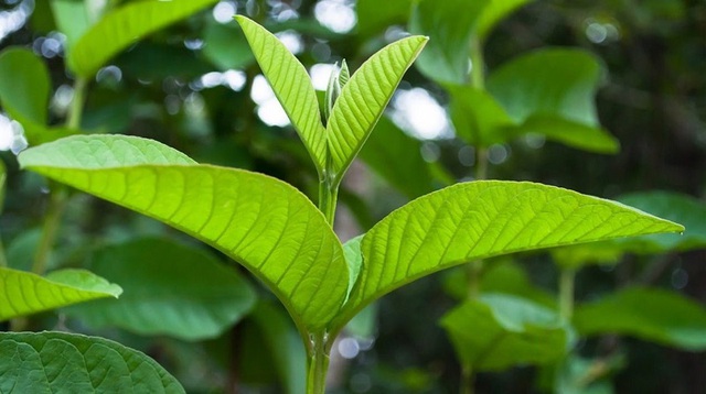 Loại lá có tác dụng chữa bệnh mọc đầy nhà, biết cách chế biến thành món ăn càng tốt cho sức khỏe- Ảnh 2.