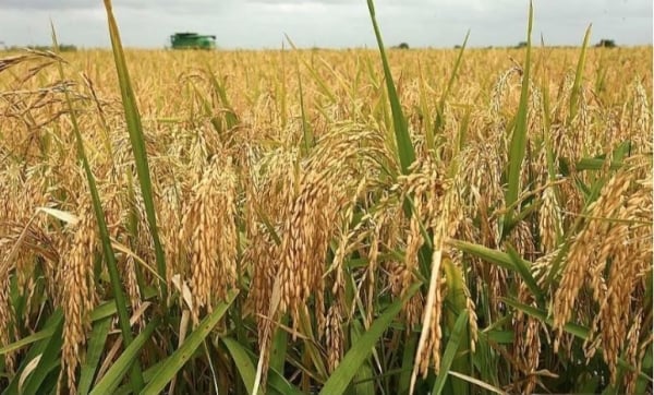 Precio del arroz hoy 20 de agosto de 2024: el precio del arroz disminuyó entre 50 y 100 VND/kg, el precio del arroz con cáscara aumentó en 100