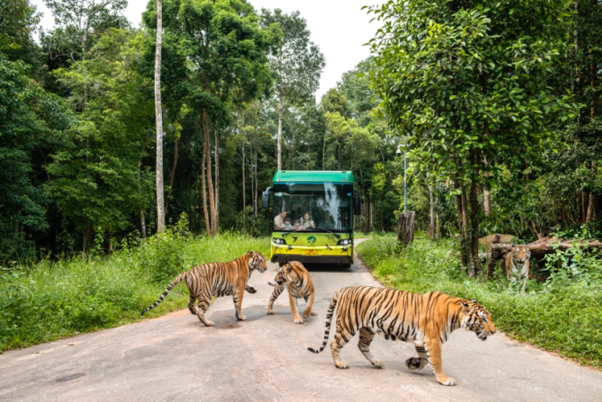 Touristen steigen in einen Elektrobus und fahren in den Zoo, um den grünen Wald und die Tiere zu erkunden. Foto: Vinpearl