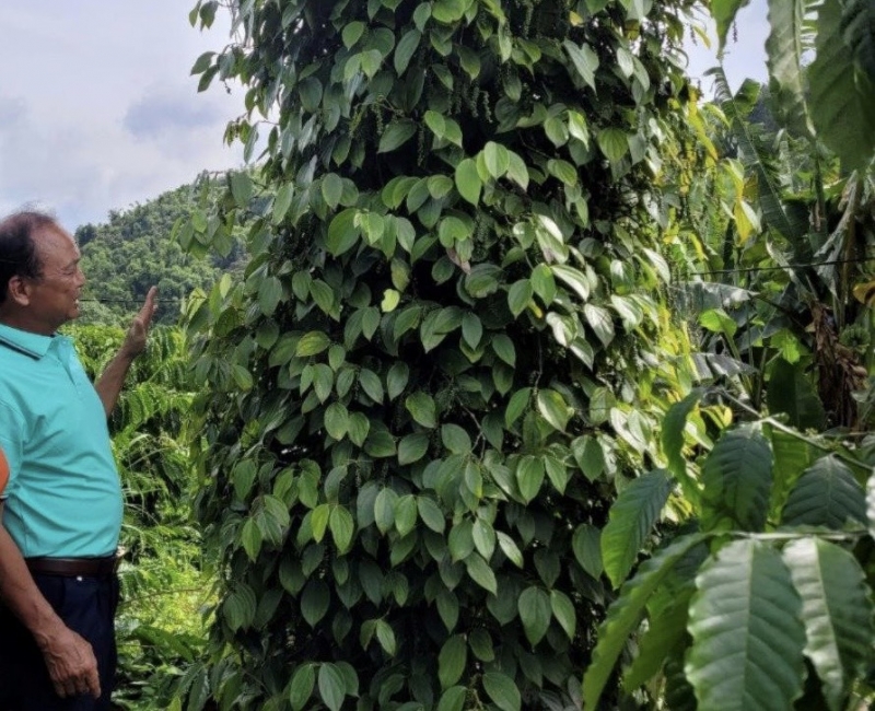 Many families in Dak Nong focus on producing pepper according to international standards to reduce poverty and become rich.