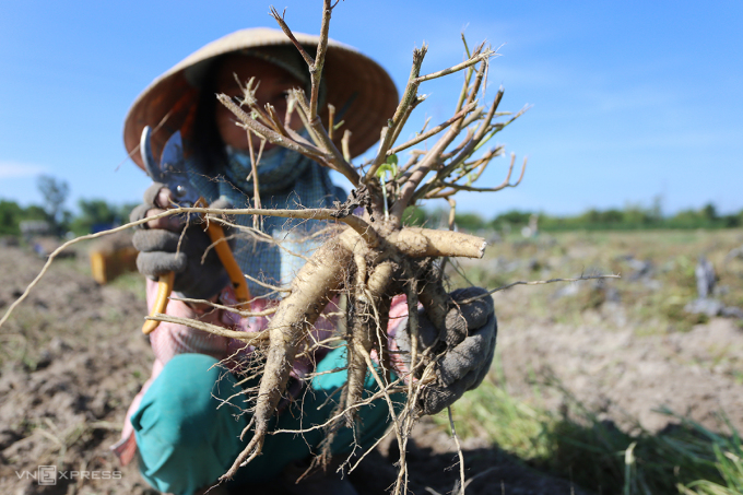 El ginseng Bo Chinh fresco, 4 raíces por kg, se vende a 110.000 VND el kg. Foto: Dac Thanh