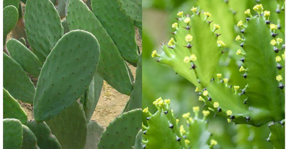 Many people have corneal burns due to cactus sap splashing into their eyes.