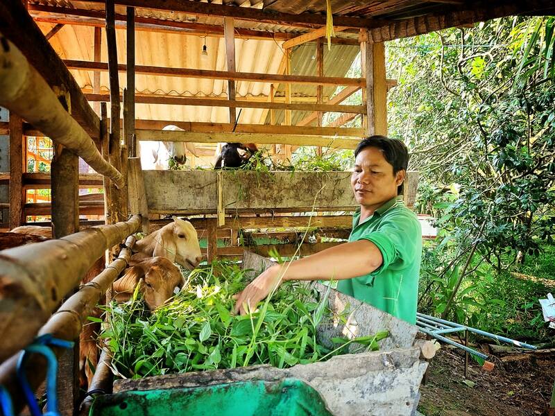 Der Grapefruitbauer Nguyen Van Be hat sich für die Ziegenzucht entschieden, um Geld zu verdienen, und ist nicht auf das Einkommen aus dem Grapefruitanbau angewiesen. Foto von : Hoang Lok