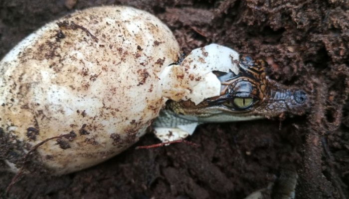 絶滅寸前のワニがカンボジアに帰還