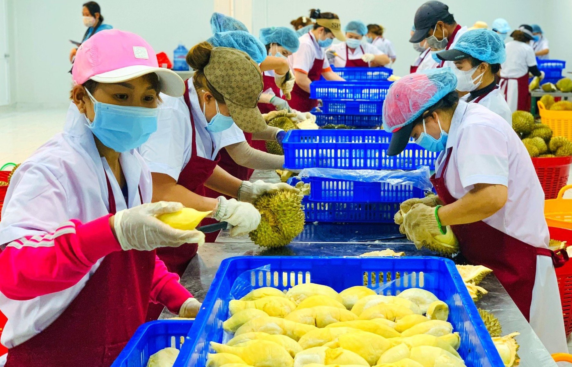 Comercio agrícola de Vietnam