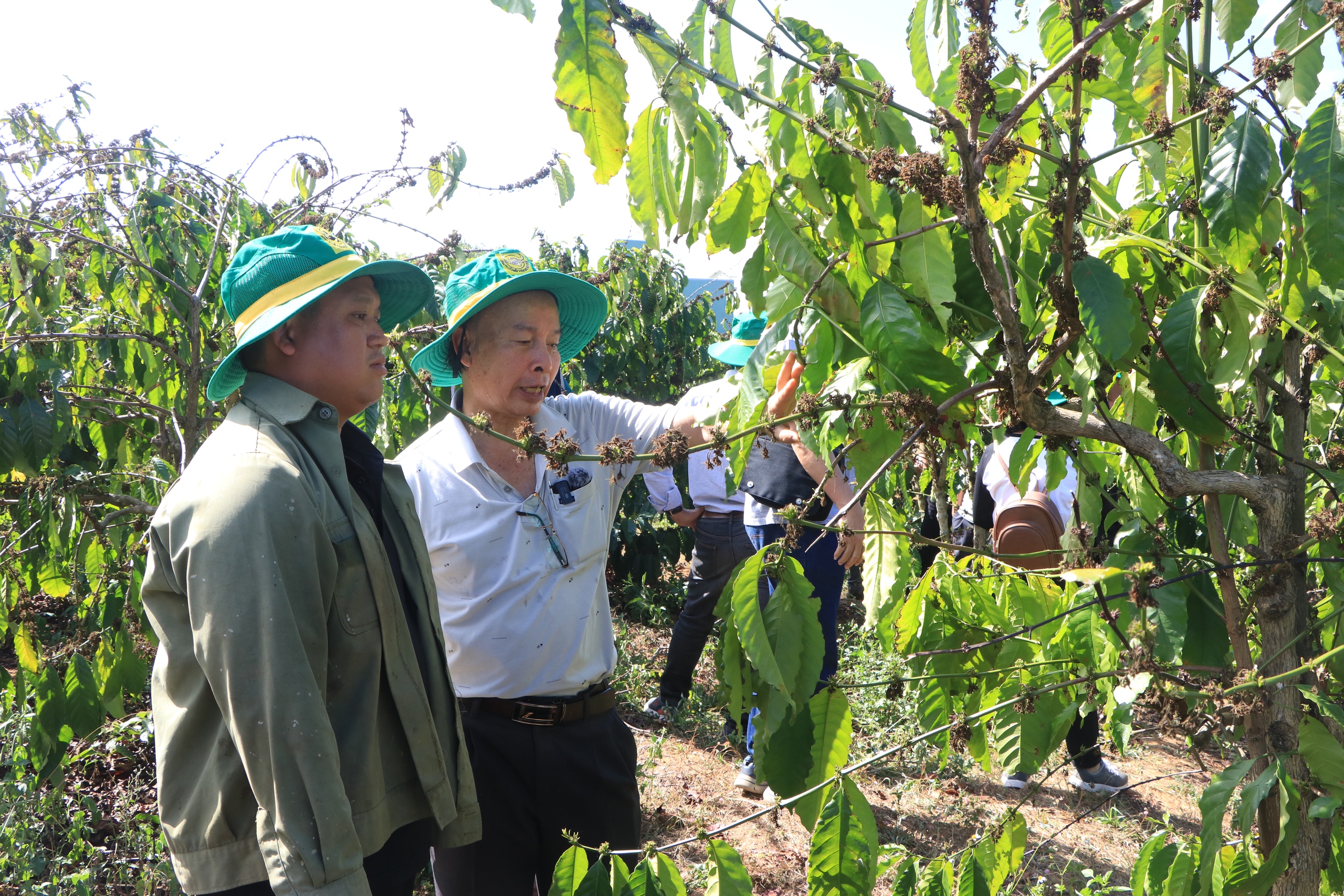 Chuyên gia, nhà khoa học đến tận vườn trao đổi với nông dân về mô hình canh tác cà phê thông minh- Ảnh 3.