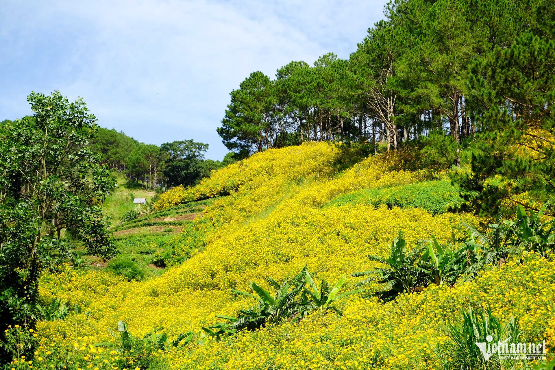 Wilde Sonnenblumen blühen in Gold am Stadtrand von Da Lat, Touristen sind fasziniert