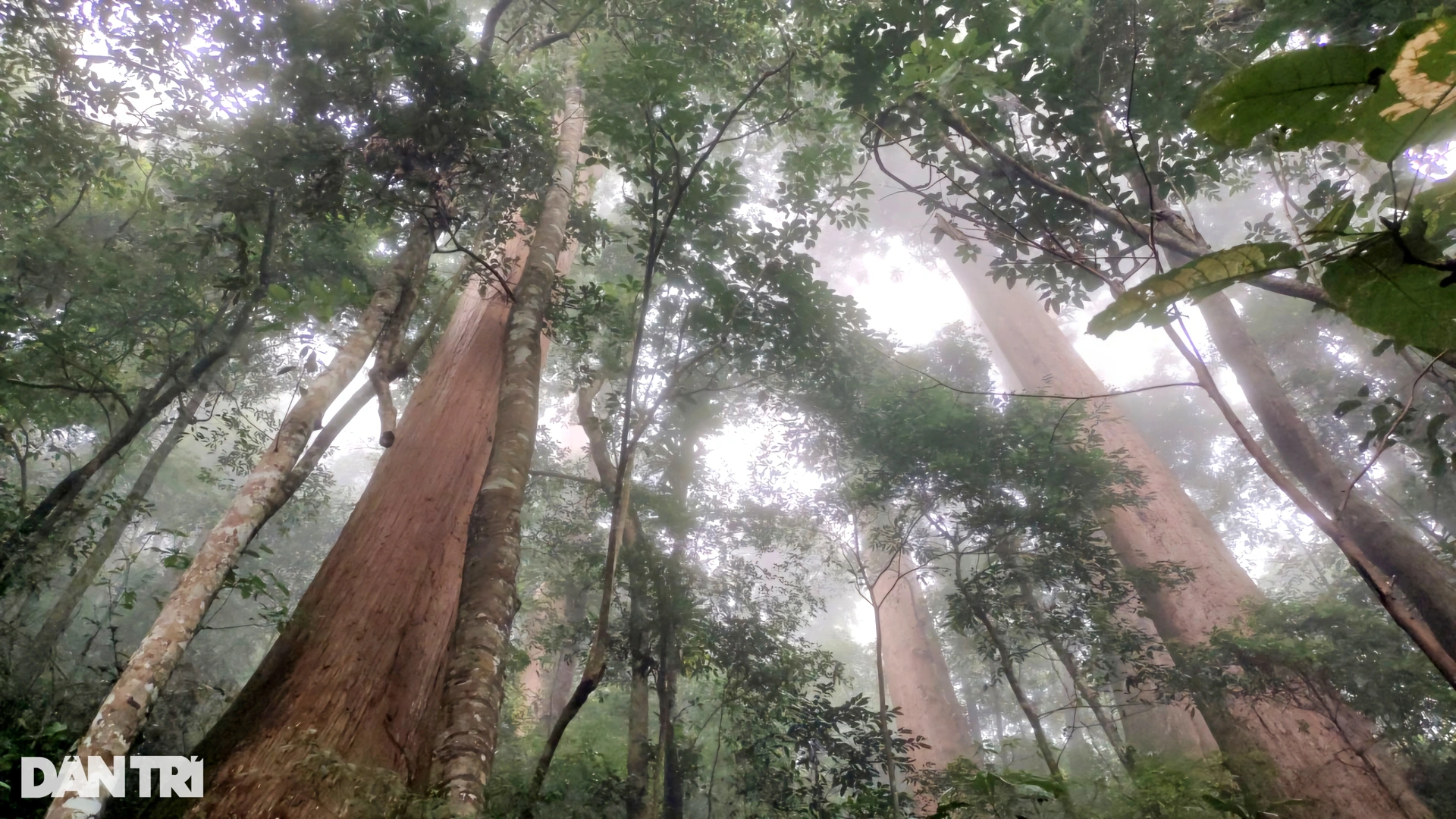 L'arbre Sa mu a plus de 2 000 ans et il faudrait 20 personnes pour enlacer ses racines.