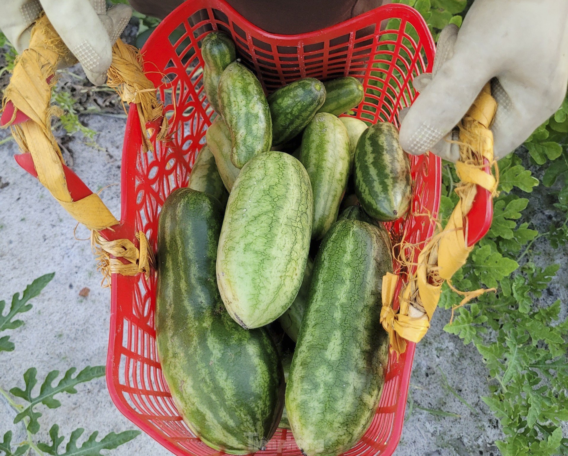 Die Bauern sind aufgeregt wegen der Melonenernte Foto 9