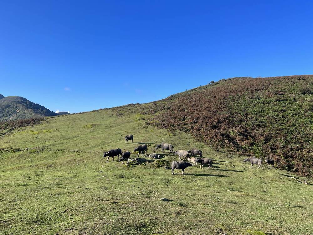 Cow Hill n'est pas trop raide et difficile à parcourir, considéré comme un itinéraire approprié pour les randonneurs débutants. En chemin, les visiteurs pourront voir de leurs propres yeux les prairies vertes sans fin, la majestueuse montagne Fansipan ainsi que le col d'O Quy Ho en contrebas. Photo : NVCC