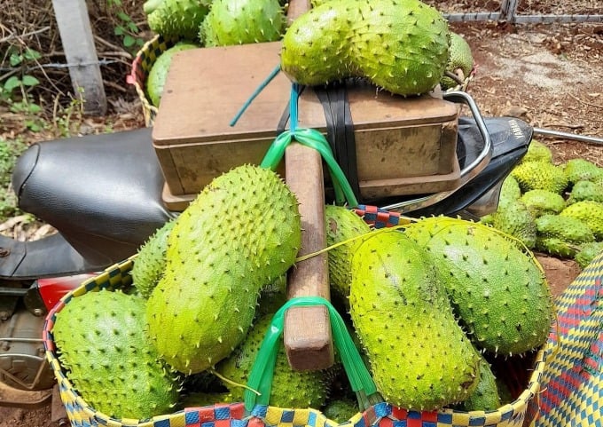 Les commerçants vont acheter du corossol à Quang Binh. Photo : Anh Tuan