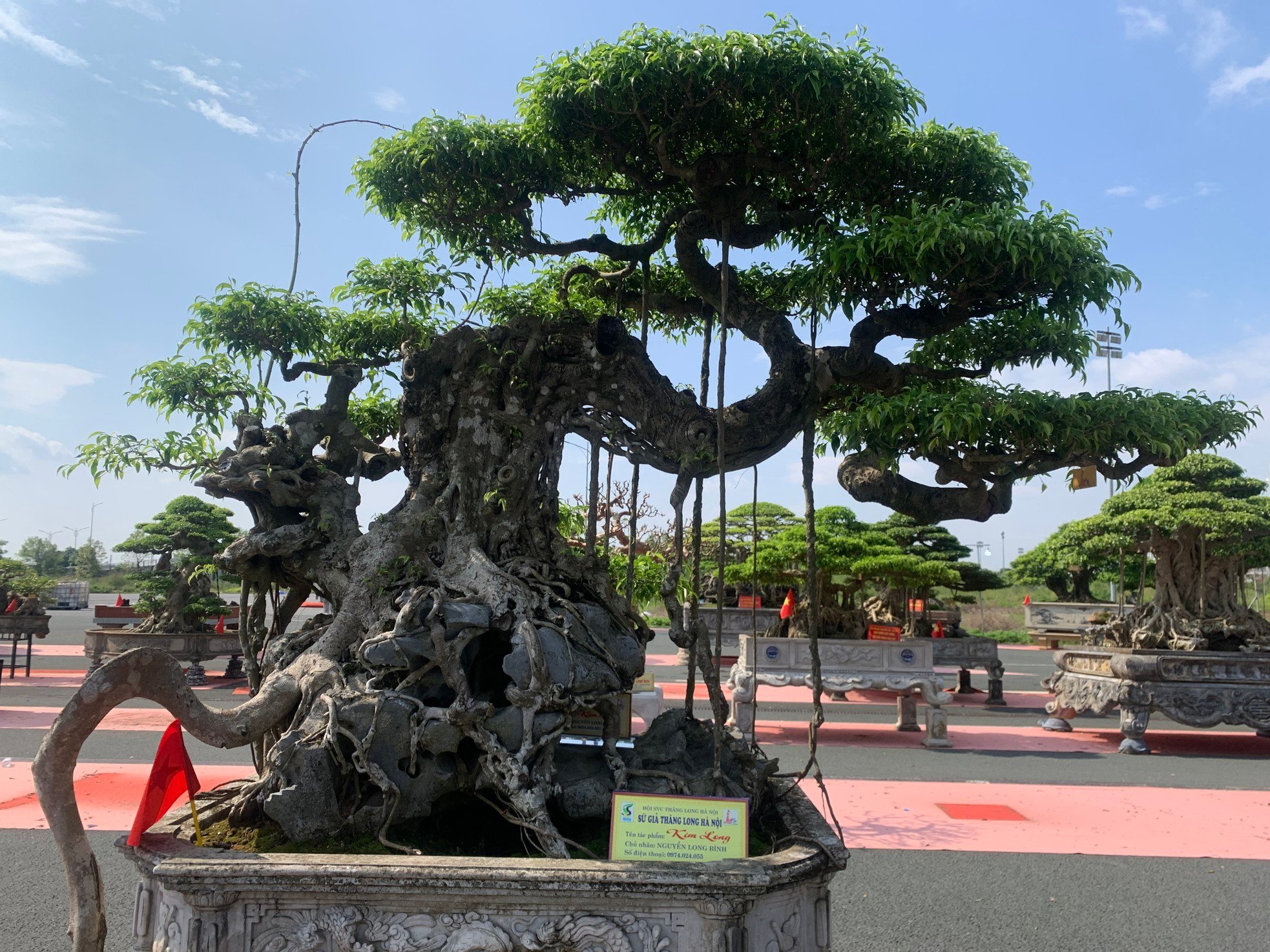 ชมต้นไทรรูปร่างประหลาดโบราณมูลค่านับหมื่นล้านดองในฮานอย ภาพที่ 14