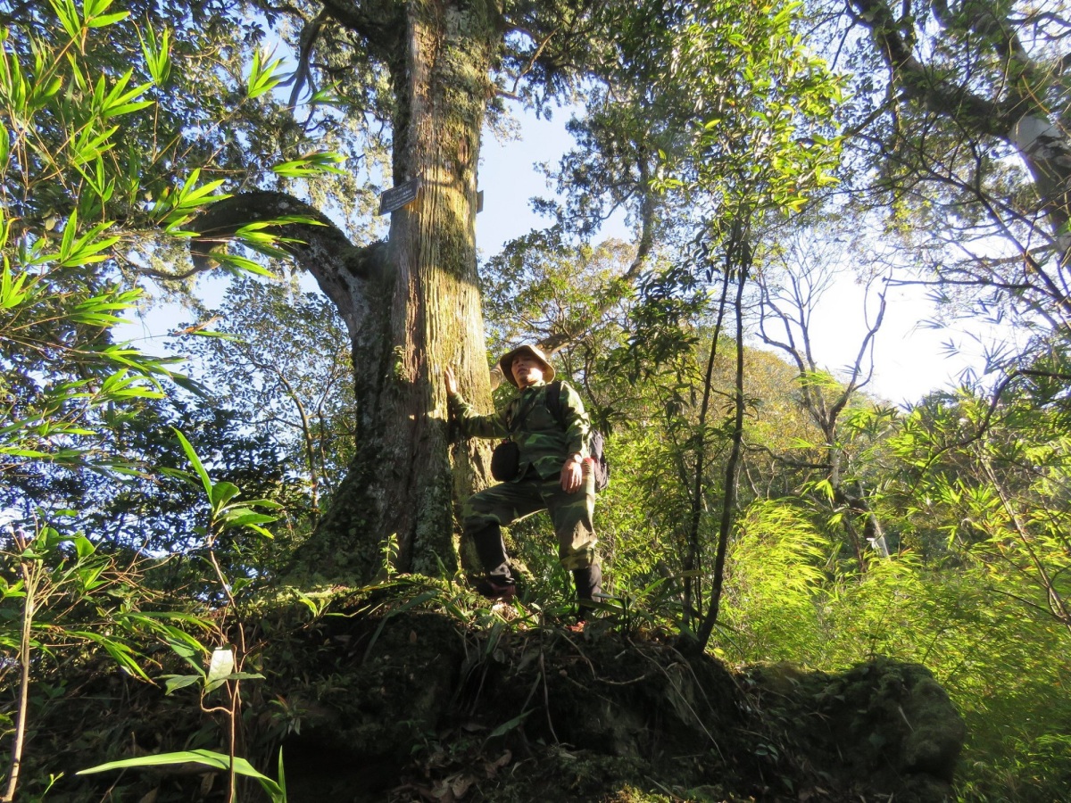 More than 300 years old green cypress recognized as heritage tree