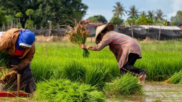 El Nino khiến sản lượng gạo giảm, giá tăng