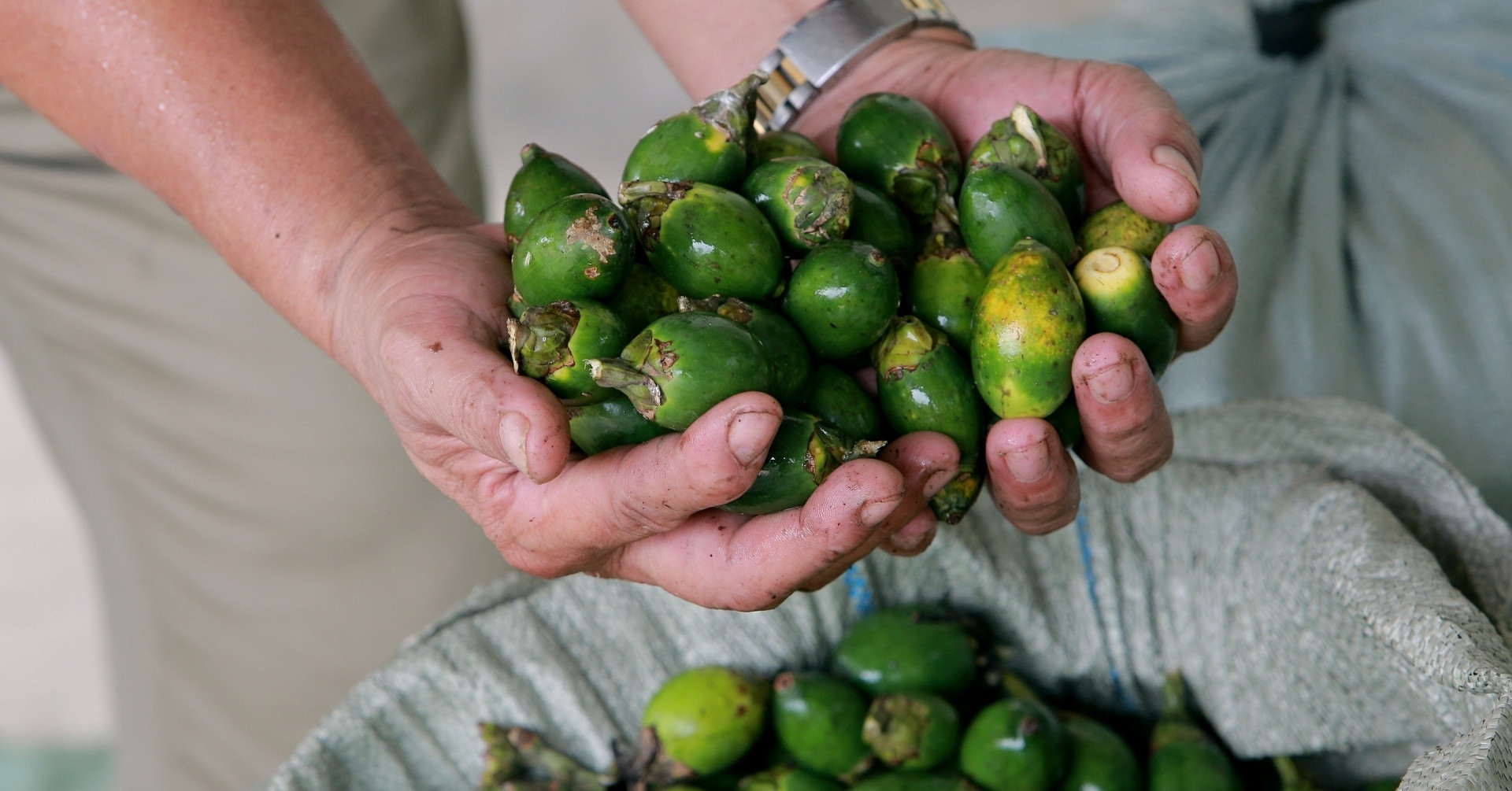 Revealing the reason why the price of Vietnamese areca nuts exported to China plummeted