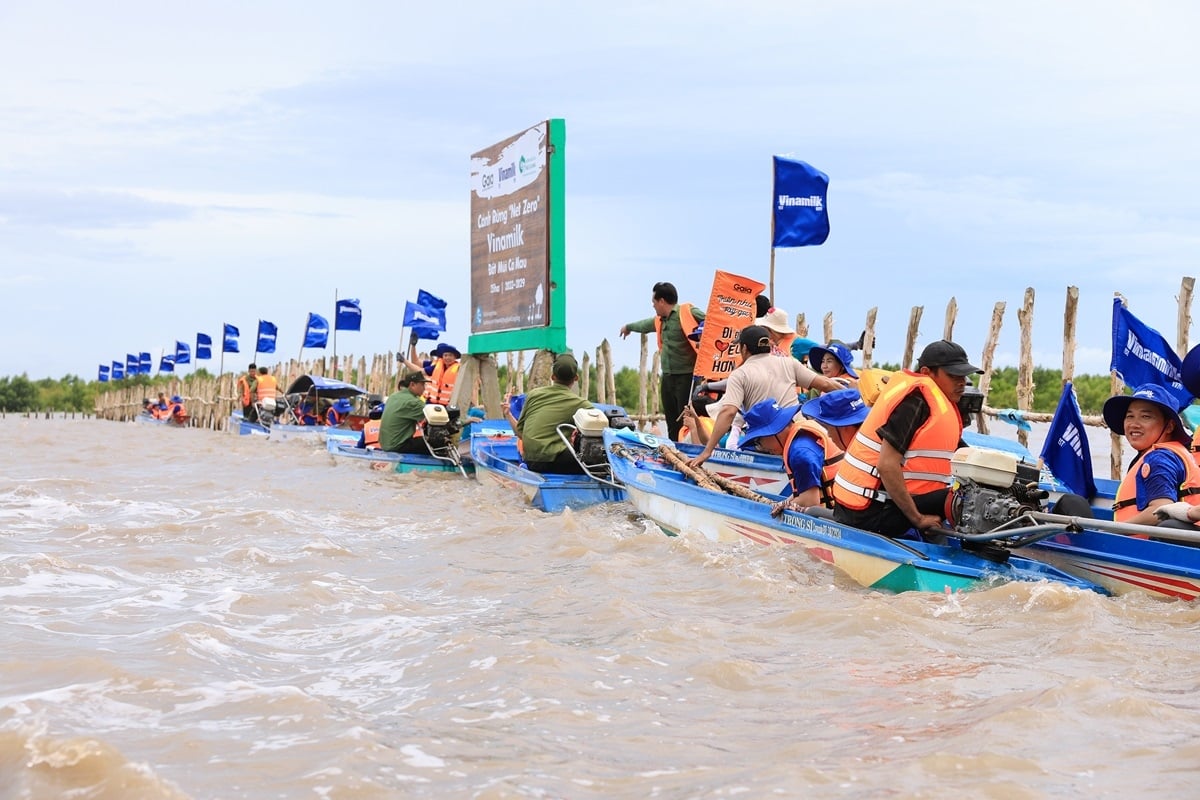 កិច្ចខិតខំប្រឹងប្រែងរបស់ Vinamilk ដើម្បីបង្កើតកន្លែងលិចកាបូនពីព្រៃកោងកាង Ca Mau