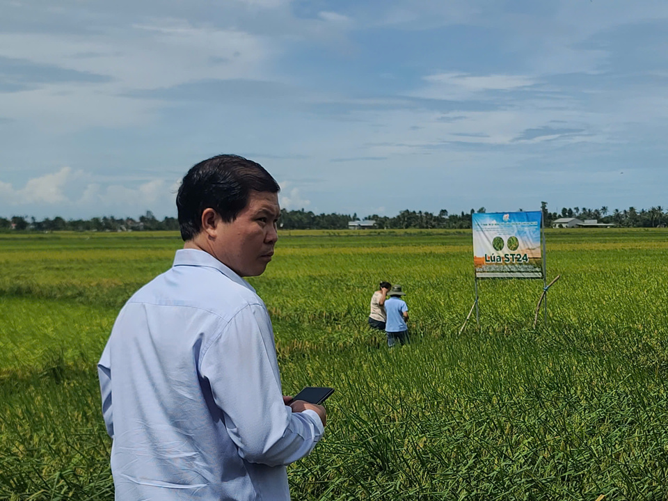 El Sr. Tran Minh Hai, presidente del Comité Popular de la ciudad de Bac Lieu, está trabajando con las agencias pertinentes para inspeccionar los campos de arroz locales que se están preparando para la cosecha (Hoang Nam)