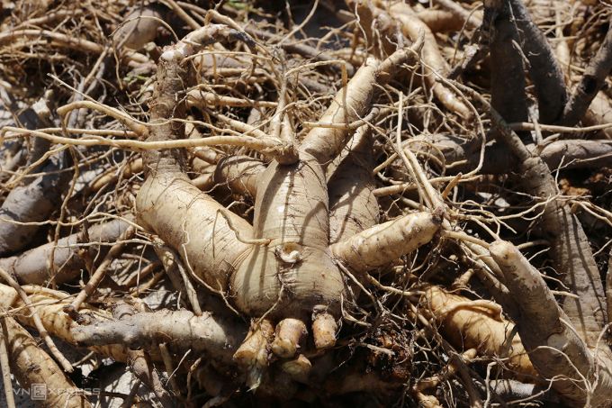 Las raíces de ginseng Bo Chinh se lavan hasta limpiarlas. Foto: Dac Thanh