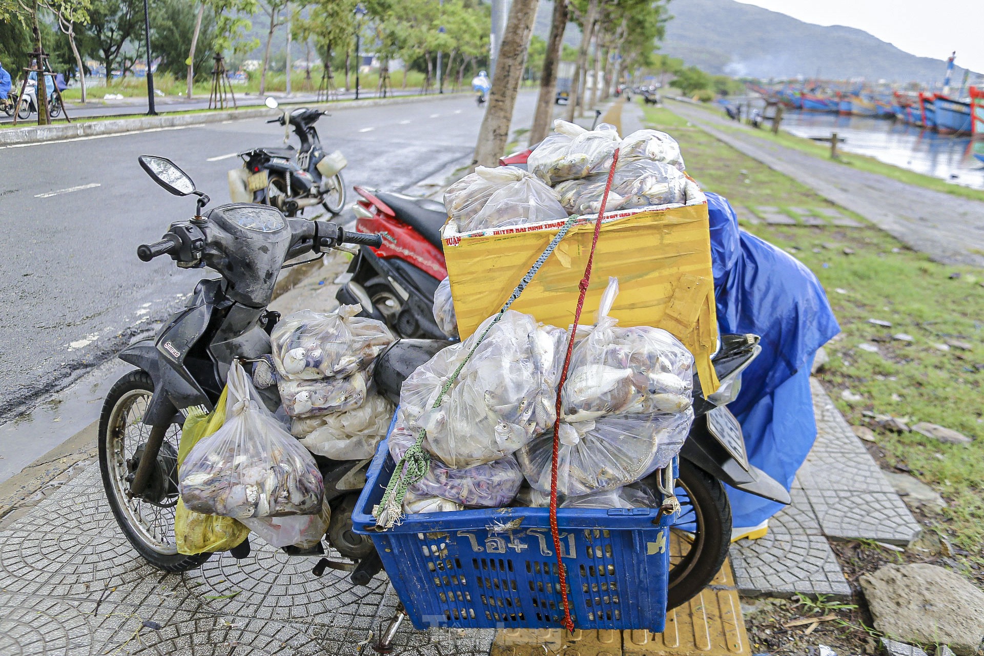 Los pescadores de Da Nang pescan cerca de la costa y ganan millones tras la tormenta (foto 16)