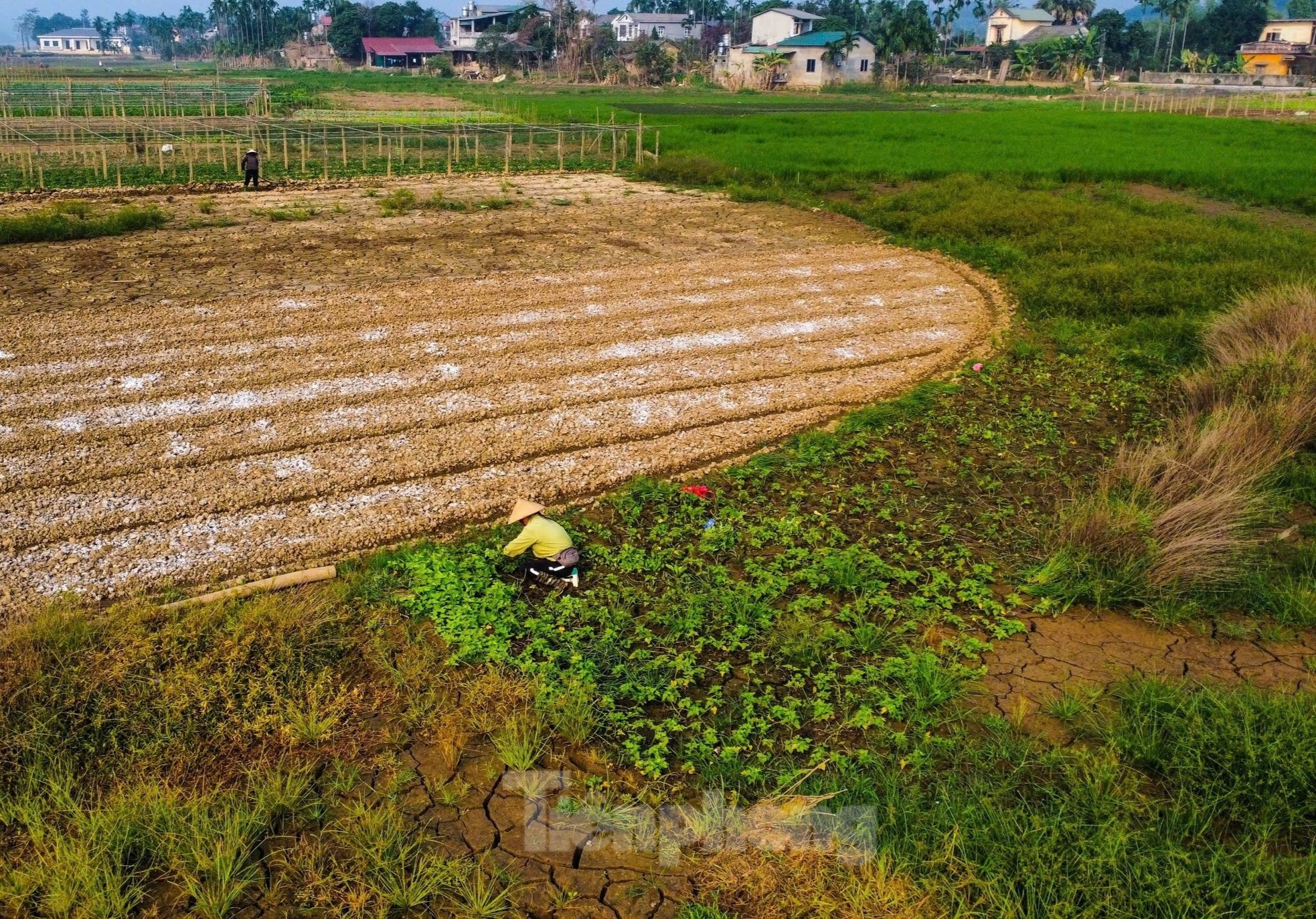 Vựa rau lớn nhất Yên Bái hồi sinh sau bão lũ ảnh 3