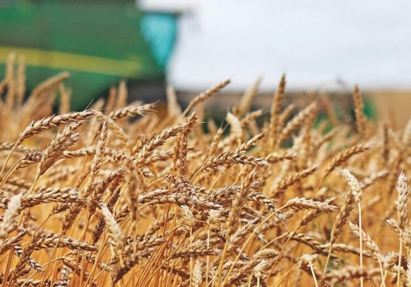 In the first quarter of 2024, which market will Vietnam import the most wheat from?