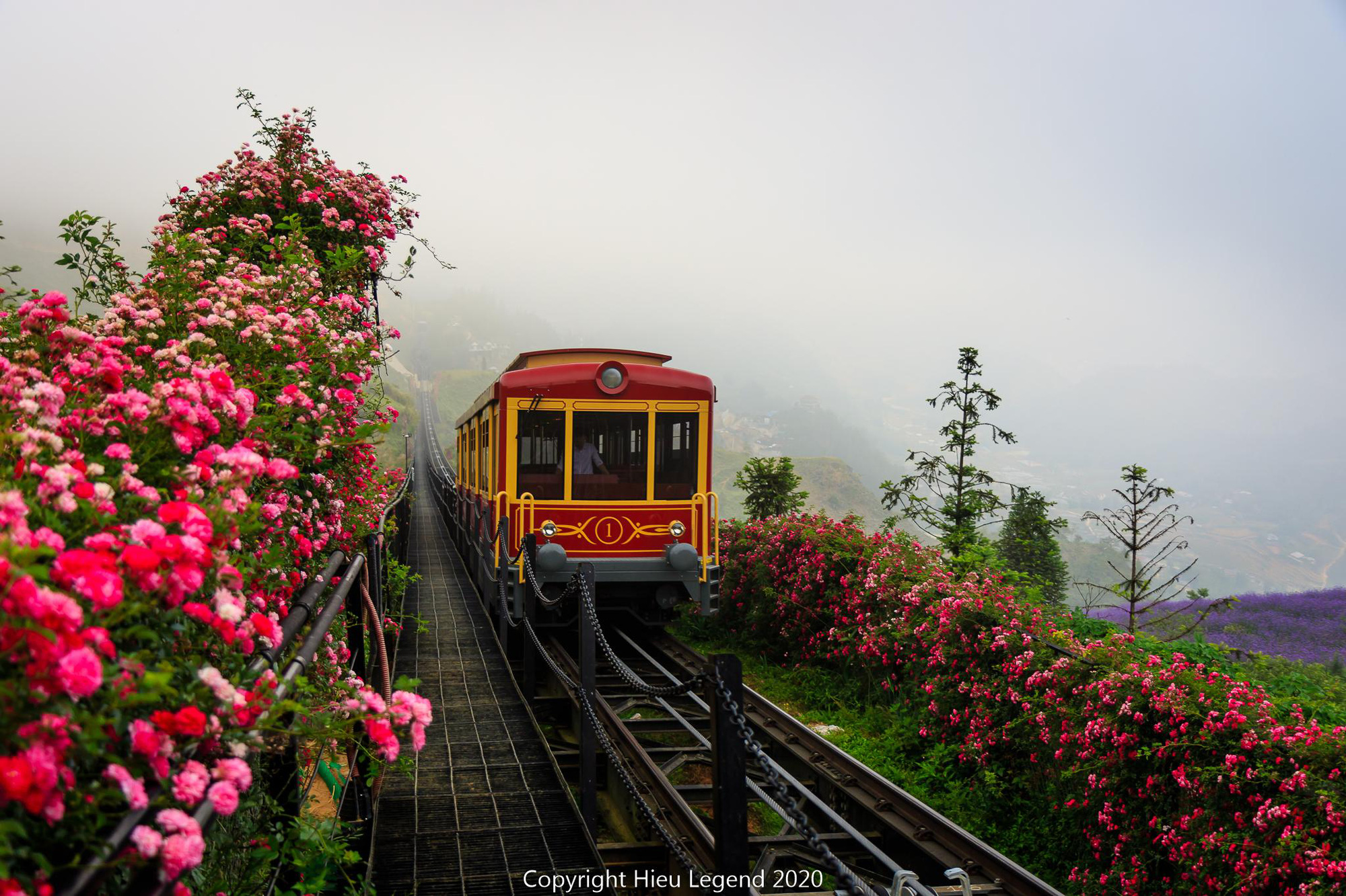 Admirez les fleurs de rhododendrons sur le majestueux sommet de Fansipan