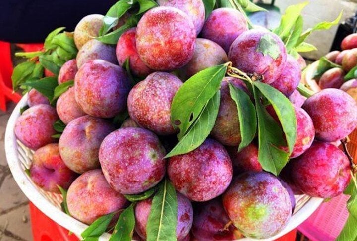 The medicinal uses of plums you should know.