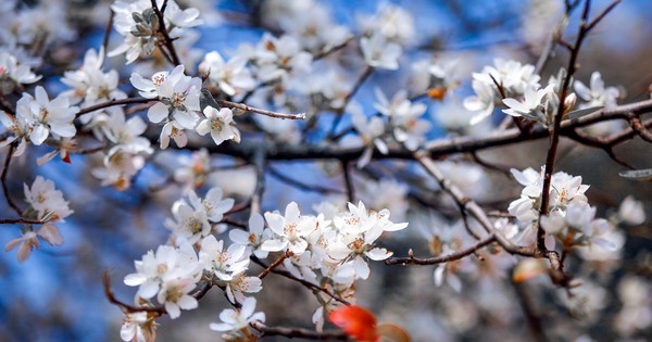 បាត់រដូវផ្កា hawthorn សុទ្ធ នៅ Son La