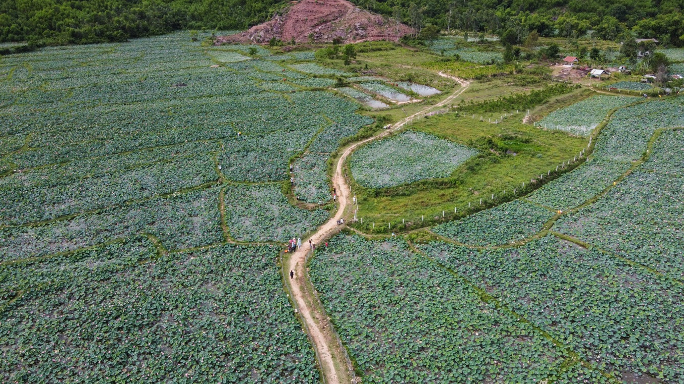 Brilliant lotus season in Tra Ly fields of Quang Nam - 13