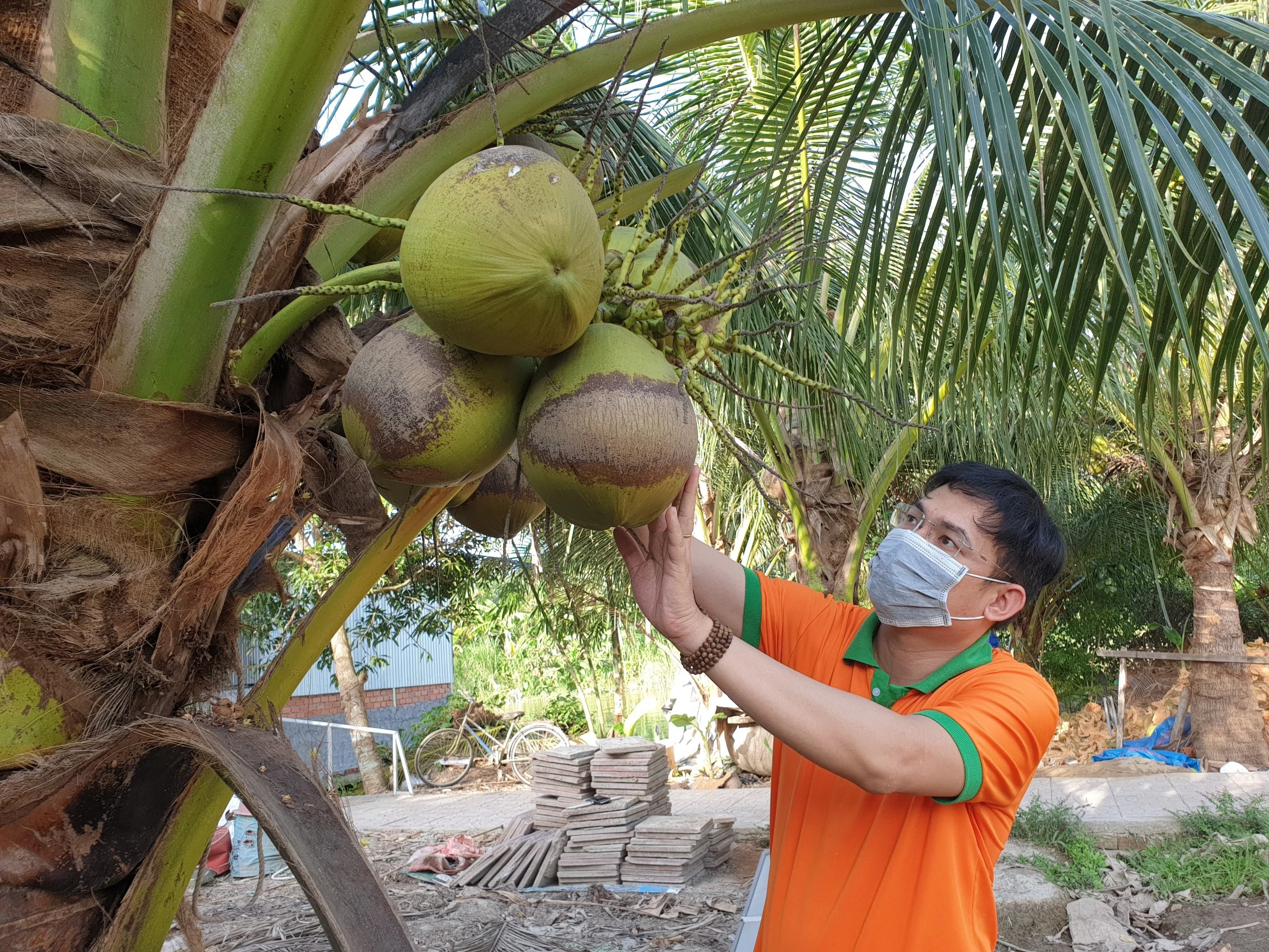 Dừa sáp ở Trà Vinh lần đầu tiên có lễ hội riêng- Ảnh 2.