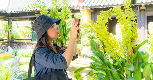 Des bonsaïs et des orchidées de trois régions « rivalisent de forme et montrent leur beauté » au Palais royal de Hué