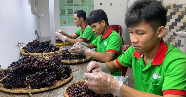 Wilde Trauben, köstliche wilde Früchte, in einem Bezirk von Khanh Hoa gären die Leute daraus ein seltsames Gericht. Wenn Sie es einmal probiert haben, werden Sie süchtig?