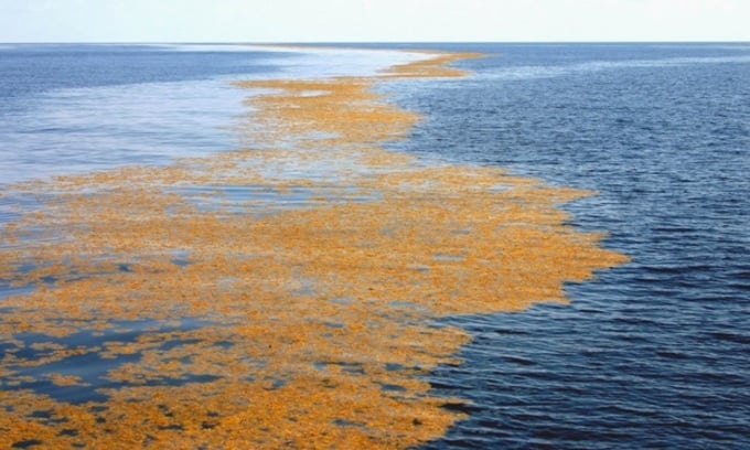 Tảo mơ trên biển Sargasso. Ảnh: Ocean Treasures