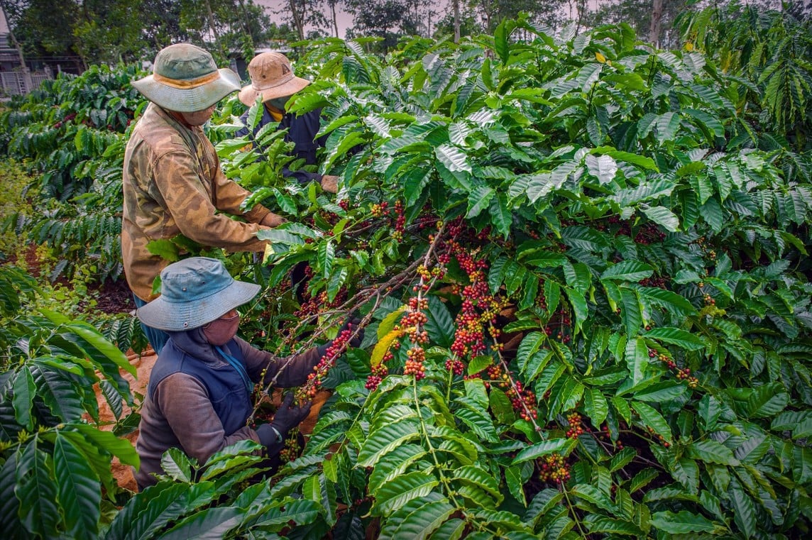 Kaffee-Exportpreise steigen stark an, Robusta erreicht mit 3.900 USD/Tonne Rekord