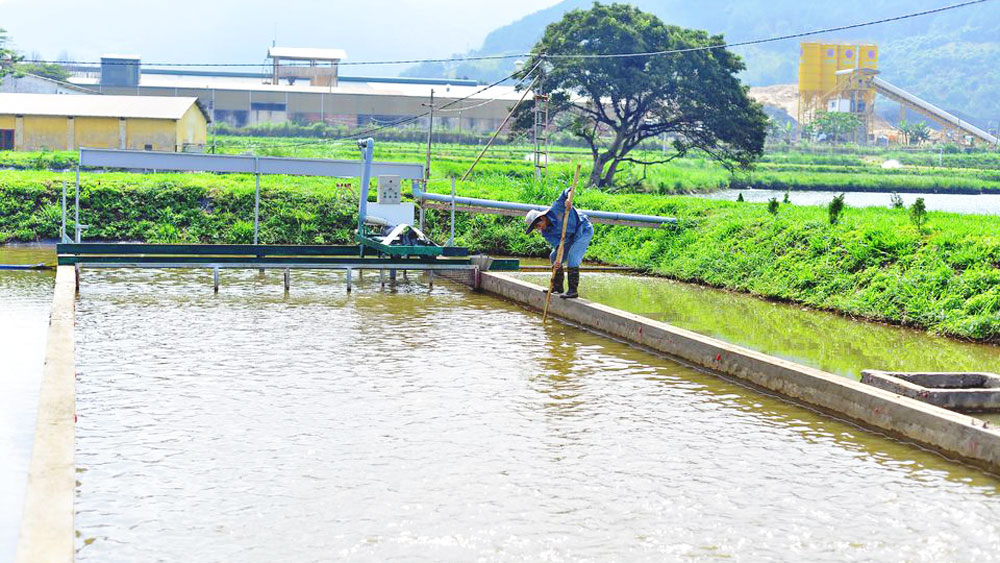 Trung tâm Quốc gia giống thủy sản nước ngọt miền Trung dùng công nghệ “sông” để nuôi thành công cá tầm trong ao đất