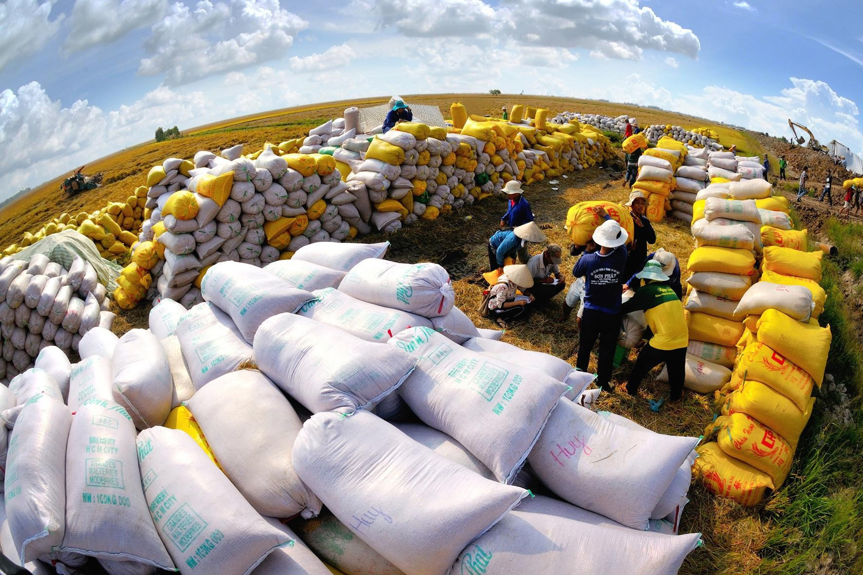 Crisis alimentaria mundial: el precio del arroz vietnamita alcanza el nivel más alto de su historia y genera 4.000 millones de dólares