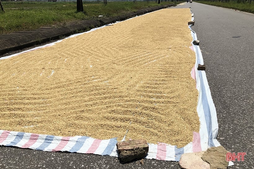 Drying rice 