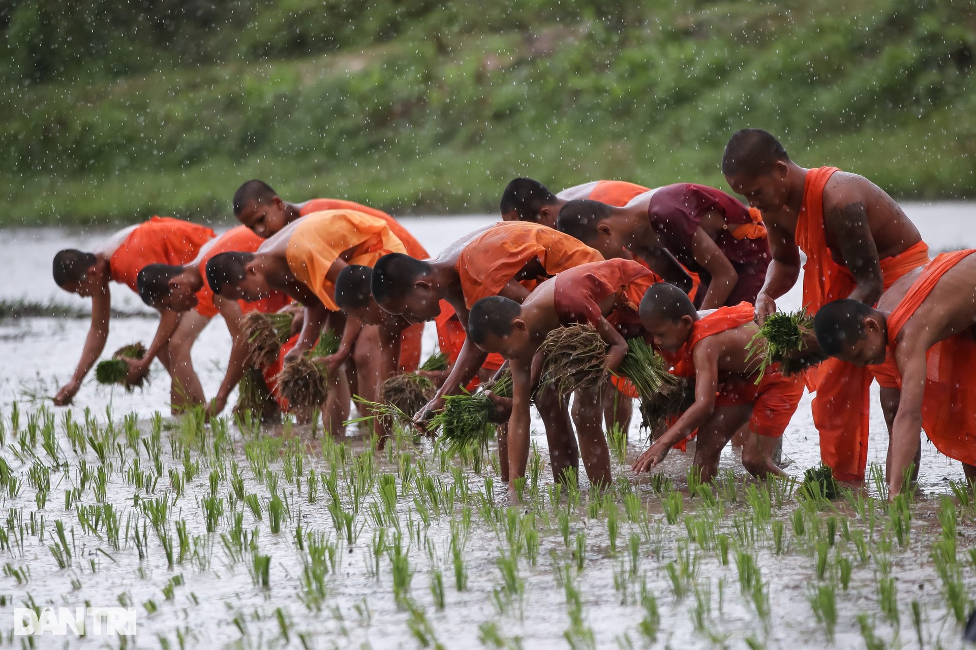 Sư thầy, người dân đội mưa cấy lúa mừng lễ Sene Dolta của đồng bào Khmer - 1