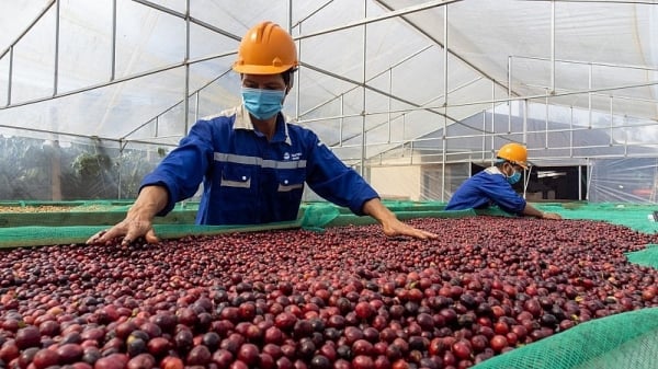 Vietnam imported more than 17 tons of green coffee from the Brazilian market.