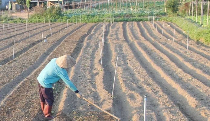 Les agriculteurs de la commune de Muong Sang préparent la terre pour cultiver des légumes.