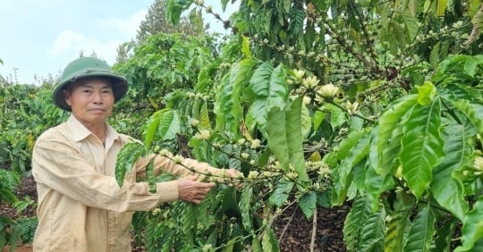 En renonçant aux produits chimiques, les plantations de café sont d'un vert luxuriant malgré une grave sécheresse