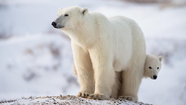 El Niño et le risque d'extinction de l'ours polaire