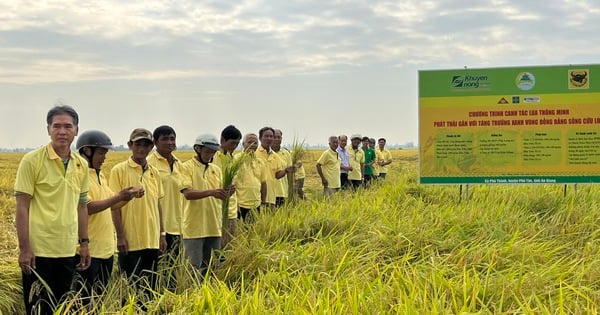 Trên cánh đồng ở An Giang, một bên lúa tốt bời bời, một bên ngã rạp, nông dân thích thú đến xem