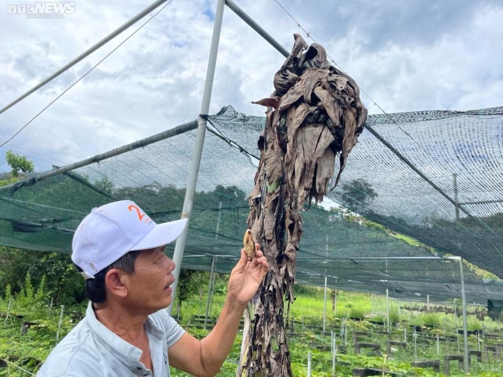 Với người Raglai ở xã vùng cao Phước Bình chuối cô đơn là một loại thần dược