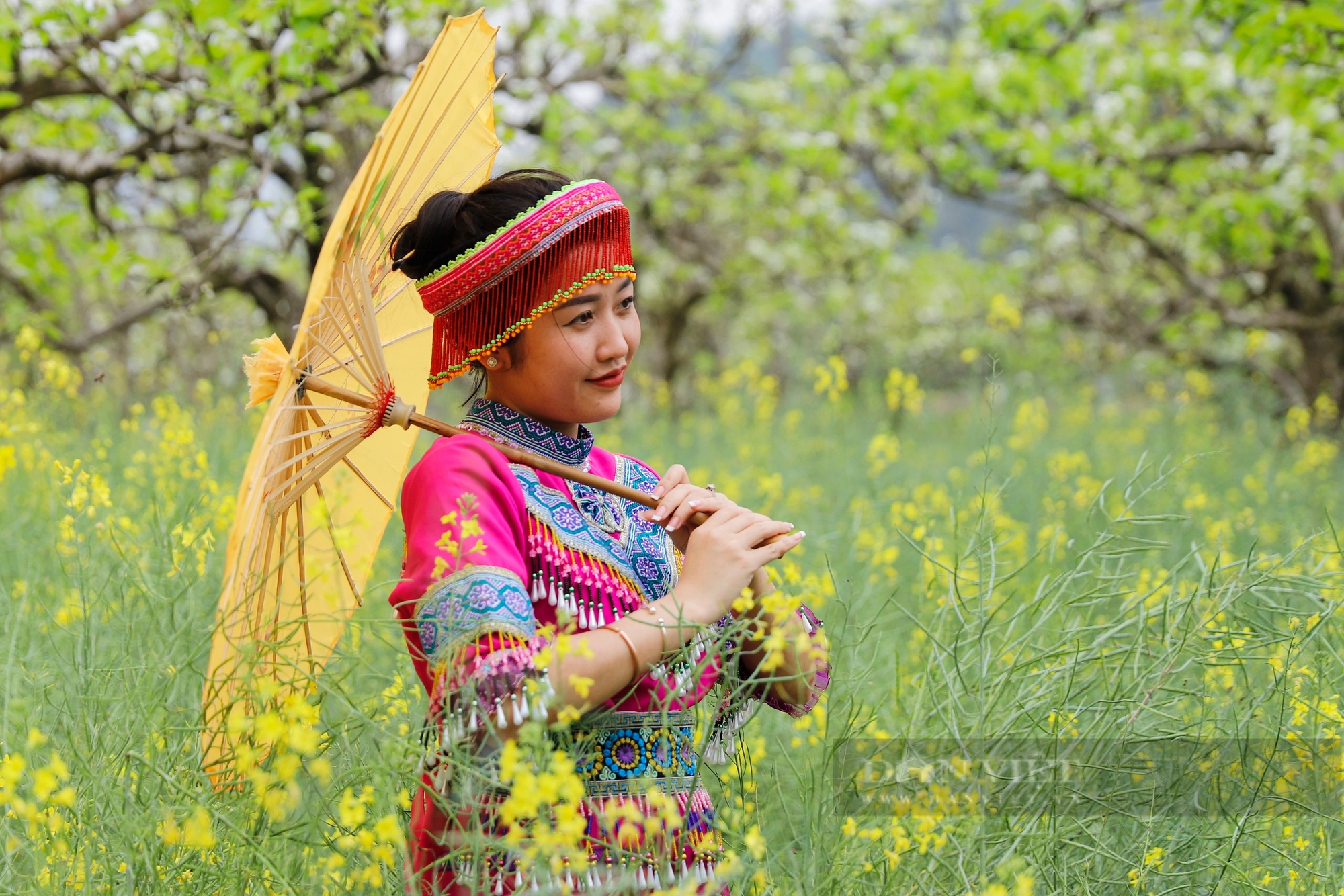 Cao nguyên Bắc Hà hút khách bởi loài hoa trắng tinh khôi tựa pha lê - Ảnh 4.