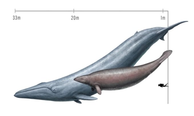 Size comparison of the blue whale, the extinct Perucetus whale and a human. Photo: Cullen Townsend