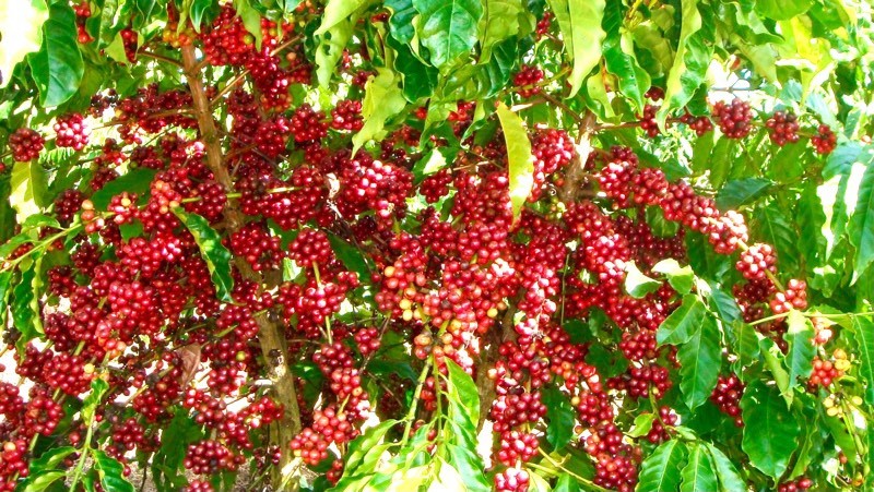 コーヒーはベトナムの主要な農産物輸出品の一つです。（写真：IDH）