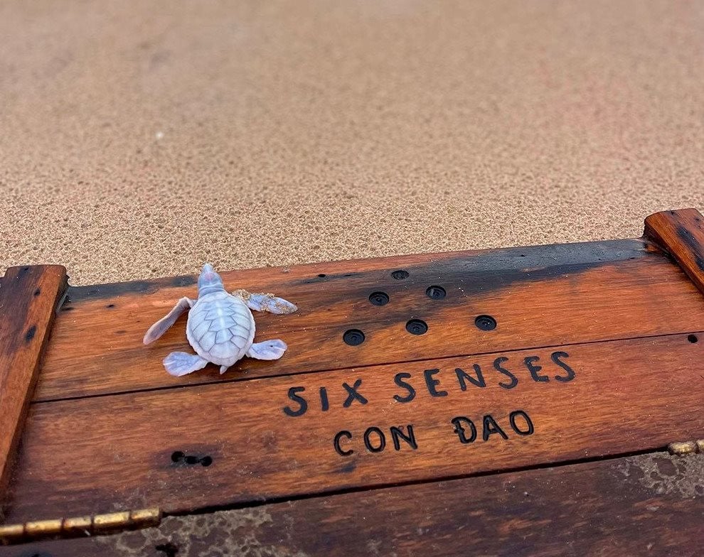 Rùa biển bạch tạng xuất hiện tại Six Senses